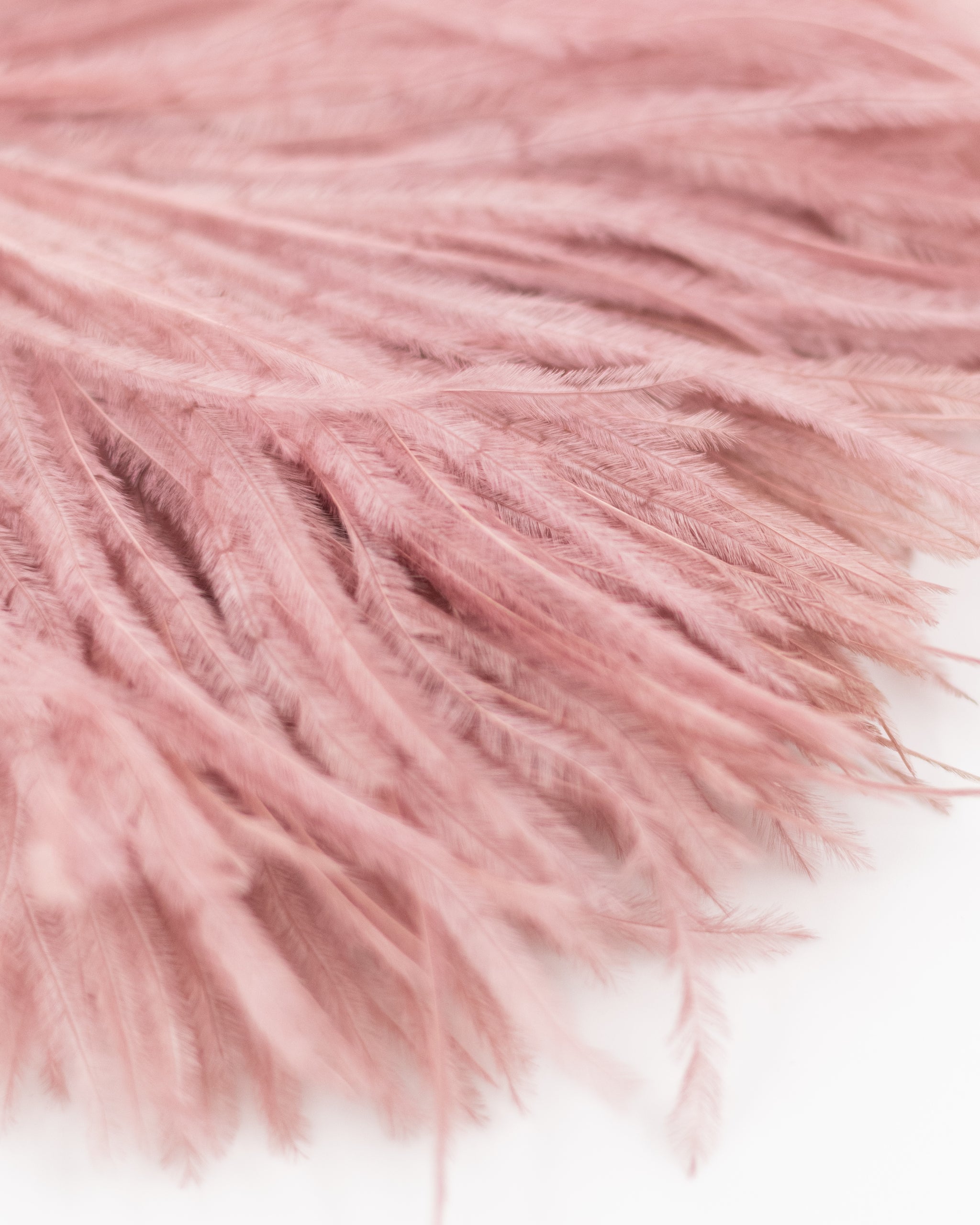 Zaza Brosche mit Federn in alter Rose