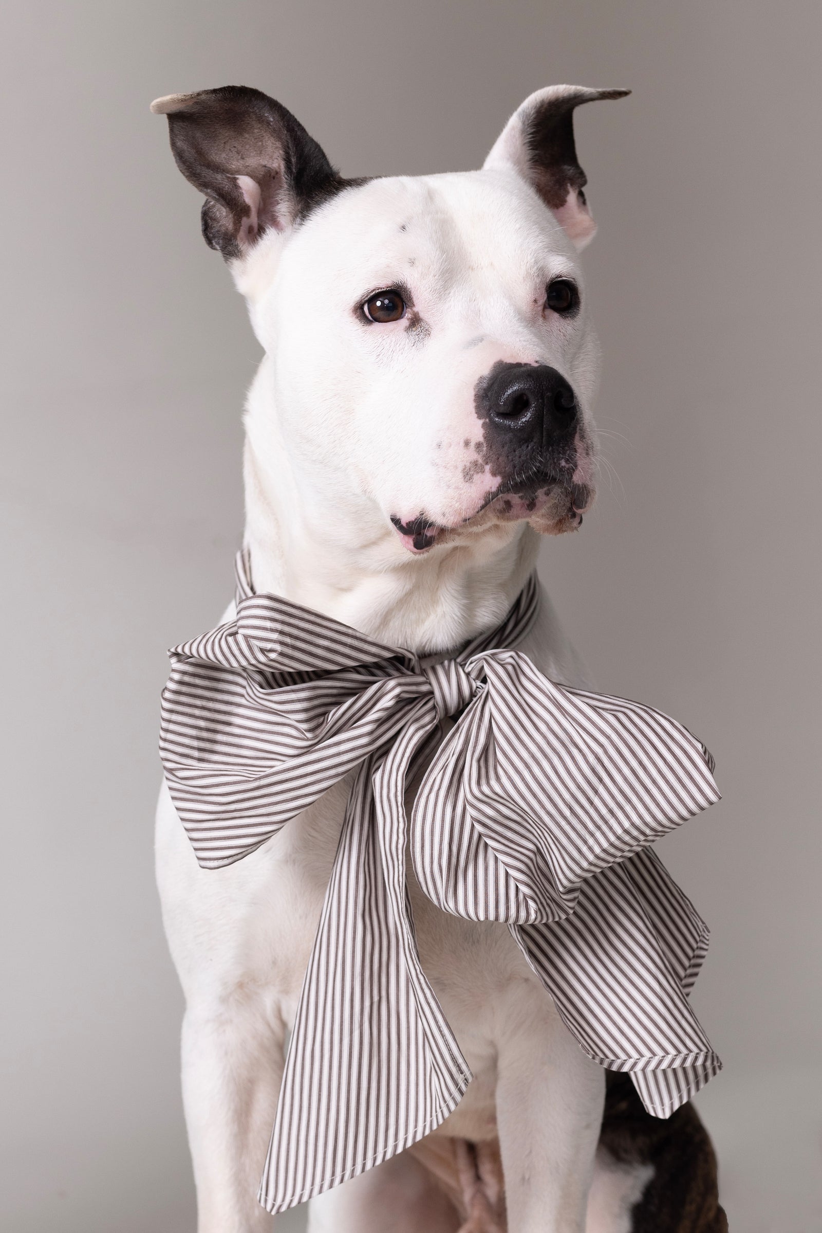 Olive bow in brown ecru vintage cotton stripes