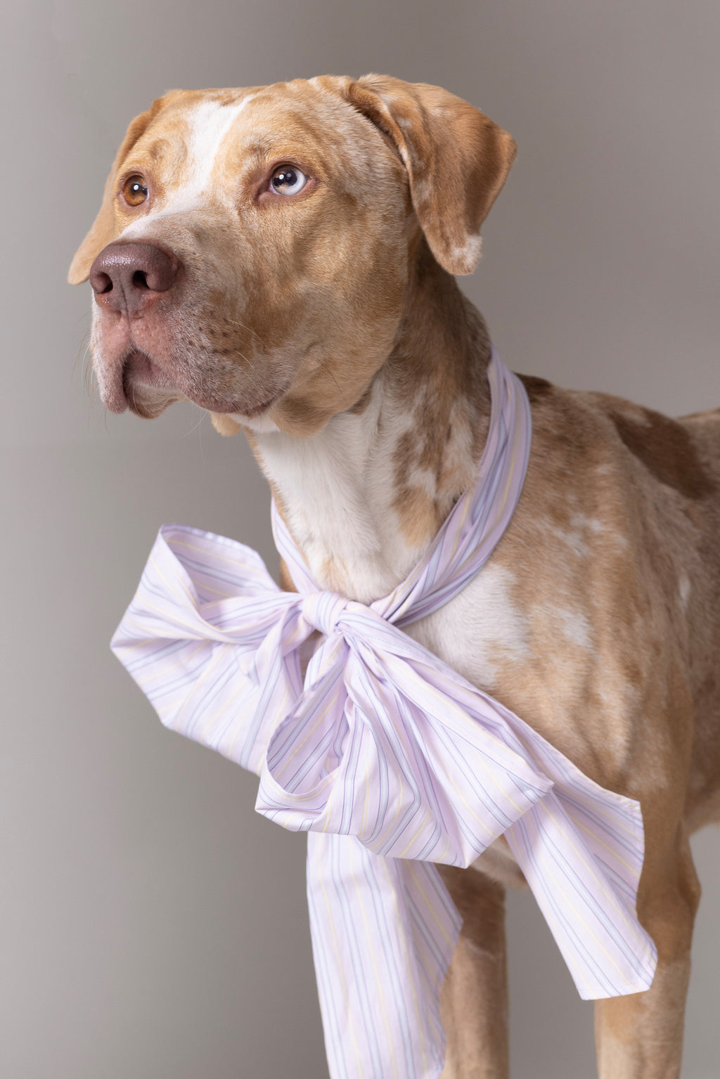 Olive bow in lilac blue vintage cotton stripes