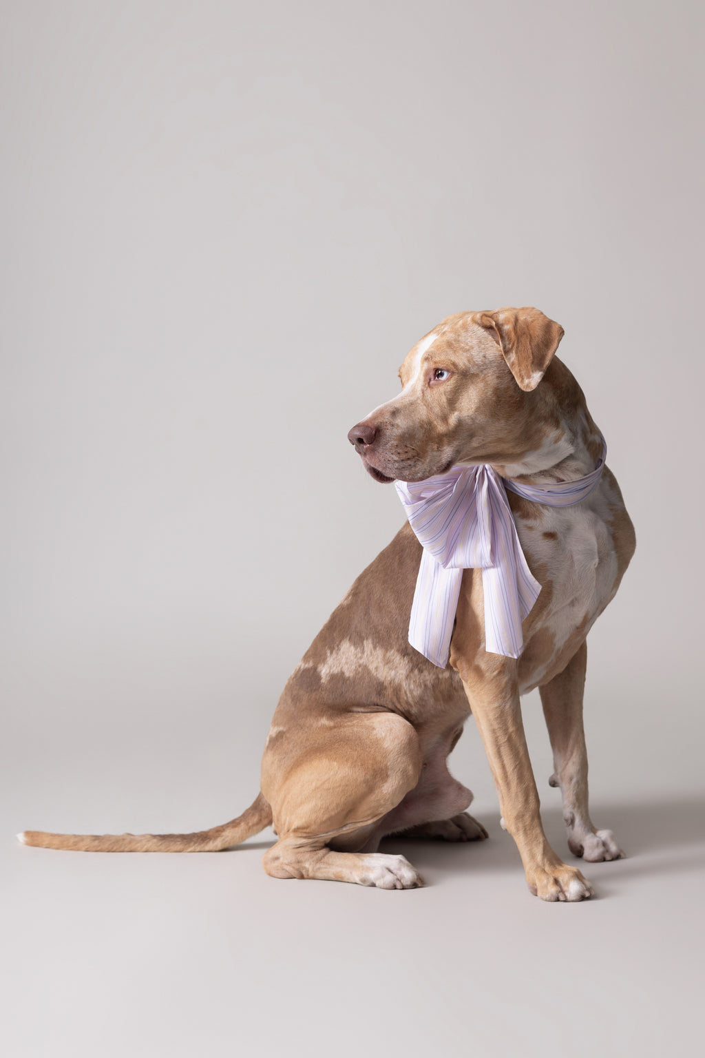 Olive bow in lilac blue vintage cotton stripes