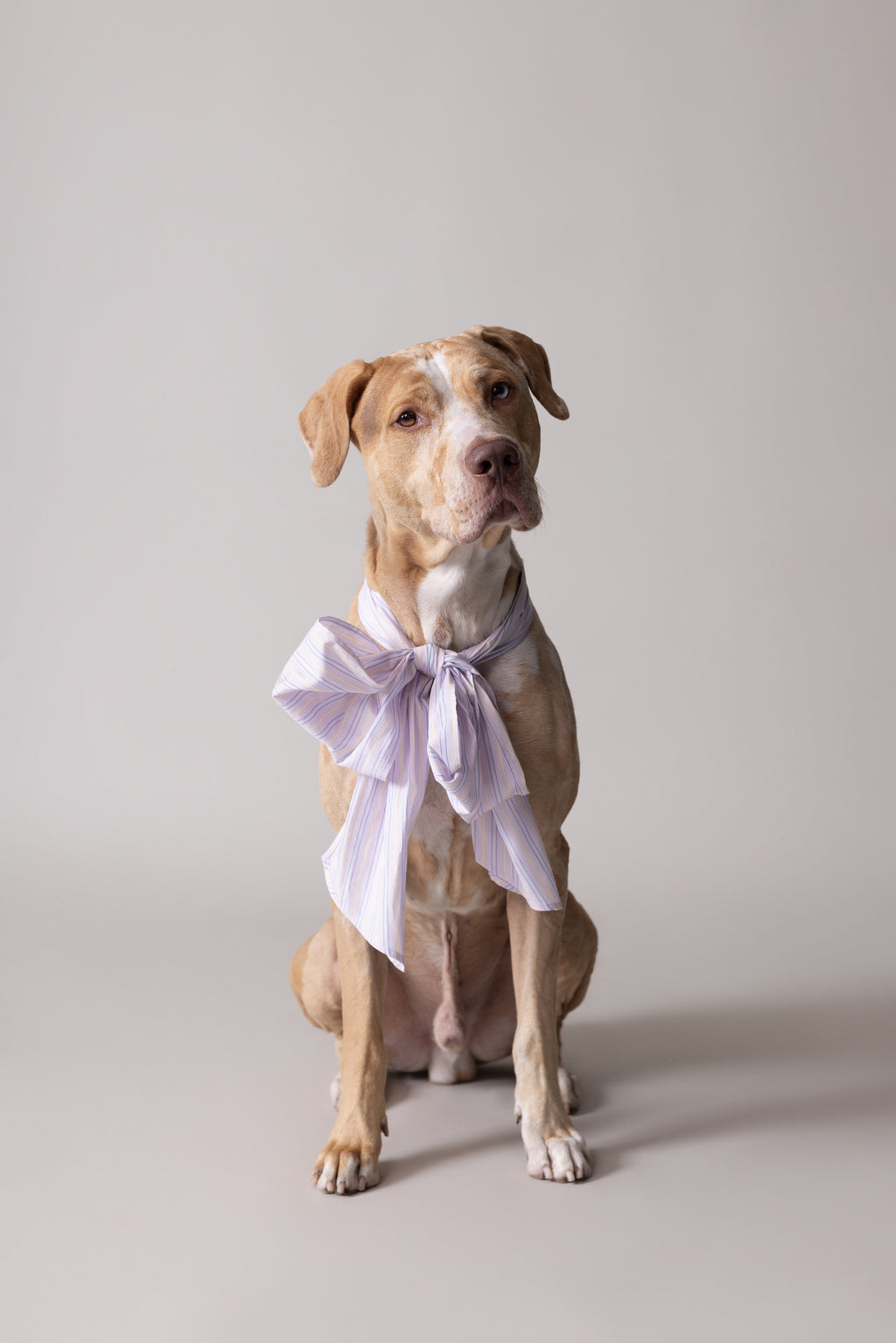 Olive bow in lilac blue vintage cotton stripes