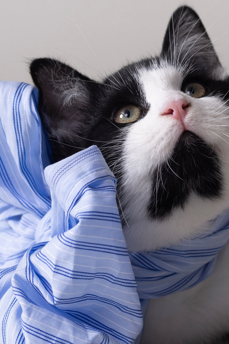 Olive bow in blue vintage cotton stripes